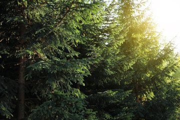 Beautiful fir trees in autumn park