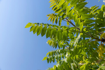 sumac tree with green foliage in windy weather
