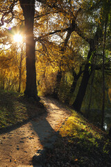 View of beautiful autumn park with trees and fallen leaves at sunset