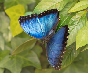 Morpho peleides, Nymphalidae, Beautiful blue butterfly in Heredia Costa Rica