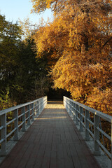 Fototapeta na wymiar View of beautiful autumn park with trees and bridge