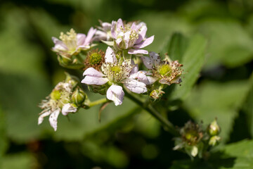 Obraz na płótnie Canvas blackberry shrub in the summer, close-up