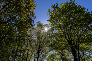 deciduous trees in the spring season in sunny weather