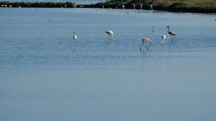 Flamand rose dans lac