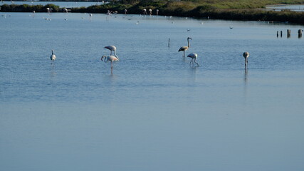 Flamand rose dans lac