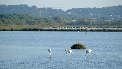 Flamand rose dans lac