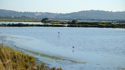 Flamand rose dans lac