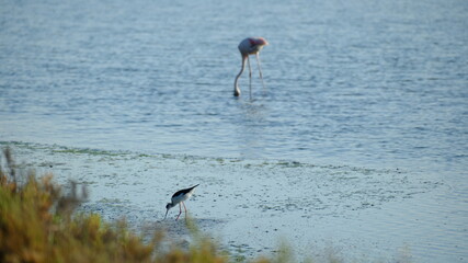 Flamand rose dans lac