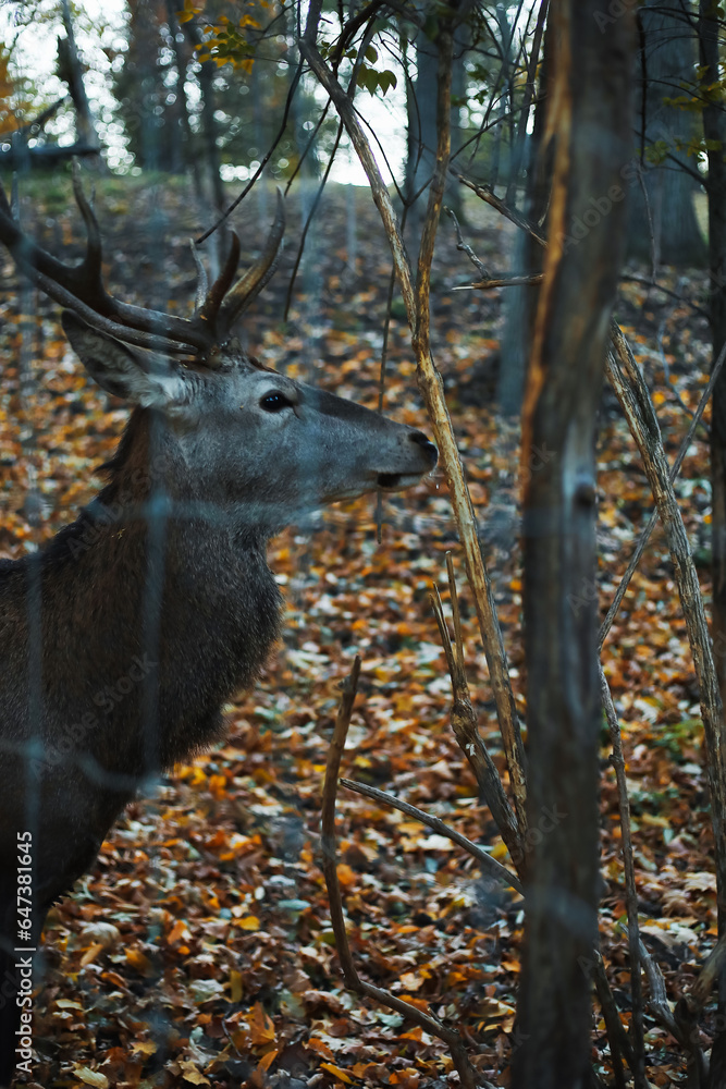 Wall mural Beautiful deer in autumn park, closeup