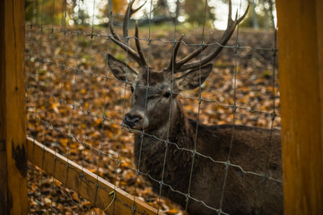 Naklejka na ściany i meble Beautiful deer in autumn park, closeup