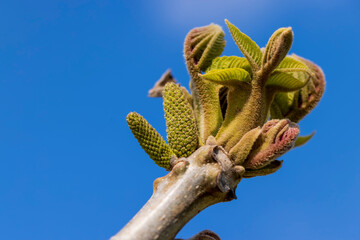 walnut tree branches in the spring season