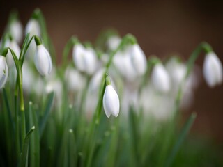 Snowdrop Flowers  in Spring Bloom