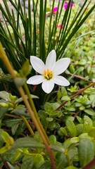 Beautiful water lily.