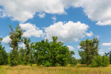 green trees on meadow in steppe