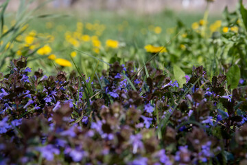 Obraz premium small pink and purple flowers in the field, wild spring flowers