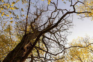new green foliage on deciduous trees in the forest in the spring season