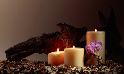 Orchid flowers and burning candles on a background of old wooden snags.