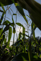 Corn field with green plants