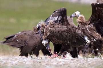 Feeding time for Cinereous Vulture, they scavenge as a group in the wild