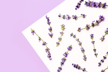 Composition with branches of beautiful lavender flowers on color background