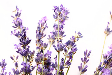 Branches of beautiful lavender flowers on white background, closeup