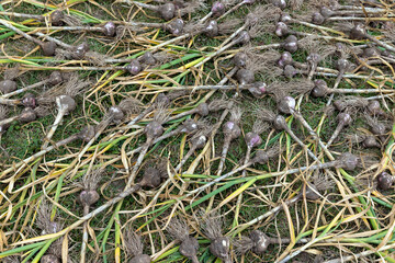 home harvest of harvested garlic during preparation for storage
