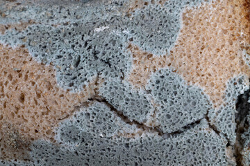 dangerous pieces of bread covered with mold on the table