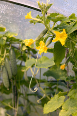 Cucumbers in greenhouse. The growth and flowering. Organic cultivation. Cucumber harvest.  Ecologically clean healthy vegetables without pesticide. Organic natural products. Gherkin, pickles. Close-up