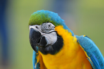 blue and gold macaw parrot