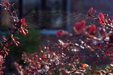 Spider webs in early morning in autumn time, spider webs on bushes and colored leaves on it, cobwebs, spider webs on nature background