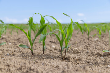 green corn sprouts in the spring season, an agricultural field