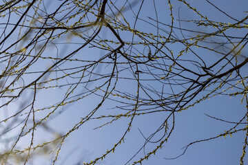 leafless willow trees in the spring season