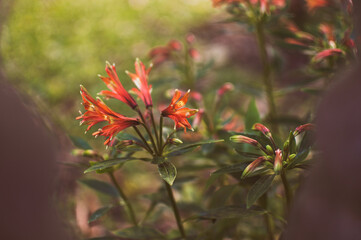 Flores vermelhas com fundo desfocado