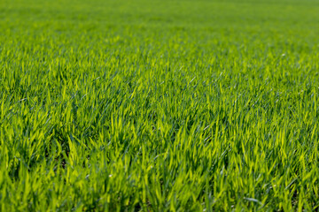 a new wheat crop in the spring season, new sprouts