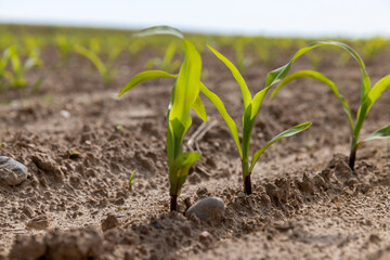 green corn sprouts in the spring season, an agricultural field