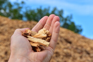 Wood chips in hand biomass - 647390605