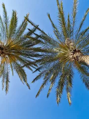 Foto op Plexiglas palm tree against blue sky © Bruno