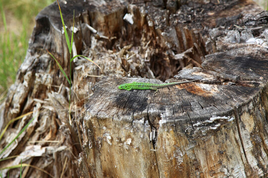 Green lizard on old stump