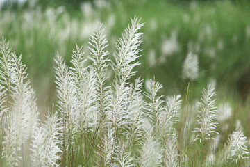 Kans grass or wild sugarcane.Saccharum spontaneum is a species of perennial grass in the family true grasses. this photo was taken from Bangladesh.