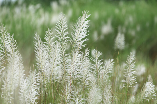 Kans grass or wild sugarcane.Saccharum spontaneum is a species of perennial grass in the family true grasses. this photo was taken from Bangladesh.