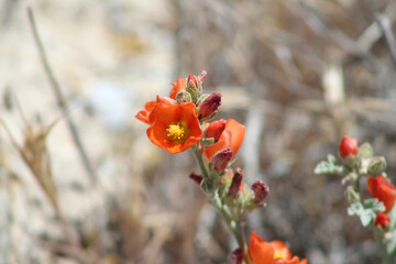 Flowers in Utah Desert