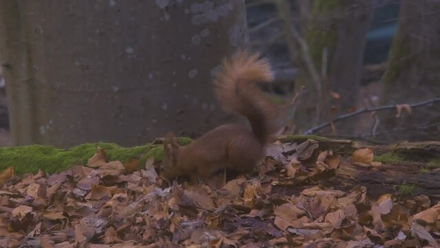 red squirrel appears behind mossy log, forages amongst leaves, finds nut and runs off, chases second squirrel which briefly appears