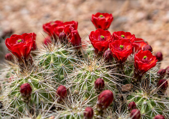 Bright Red Claret Cup Hedgehog Cactus Flower Blooms with Long White Spines