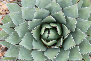 Overhead View Looking Down Onto a Parry Agave Plant