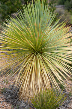 Yucca Plant with Long Pointy Radiating Outwards from Center Leaves