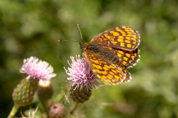 Yellow butterfly on the flower. Outdoor non-urban scene reperenting an insect pollinating a flower in a garden.