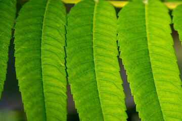 Green long leaves of Rhus typhina. Plant background.