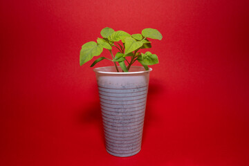Tomato seedlings in a white cup with red background 