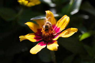 Bee pollinating a flower. Naturalistic photography of an insect laid down on top of a yellow and...
