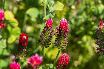 Agricultural crop red Clover incarnate - Trifolium incarnatum in the field.
